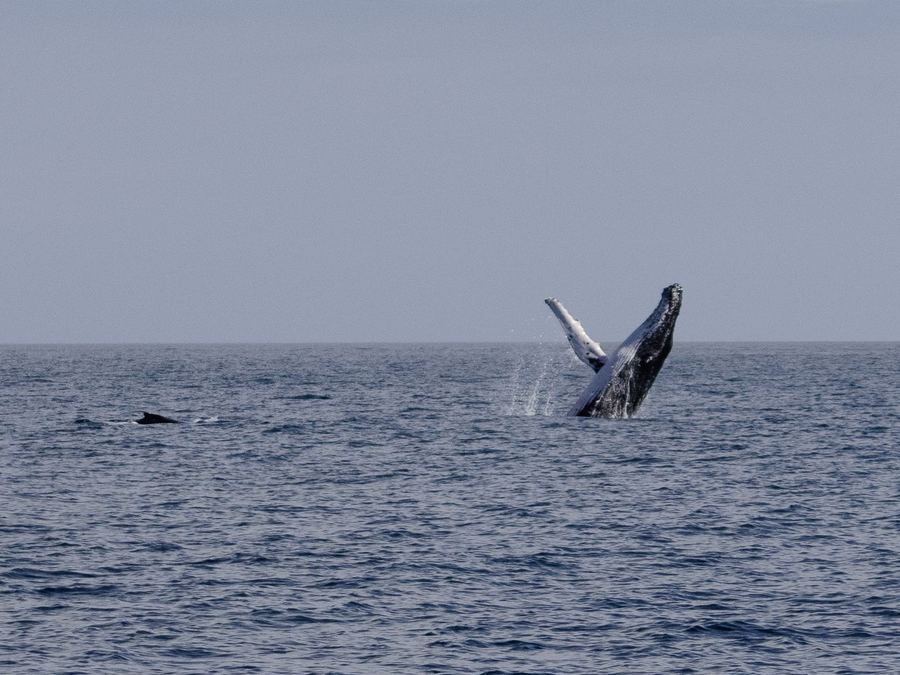 A humpback whale breaching the surface of the ocean